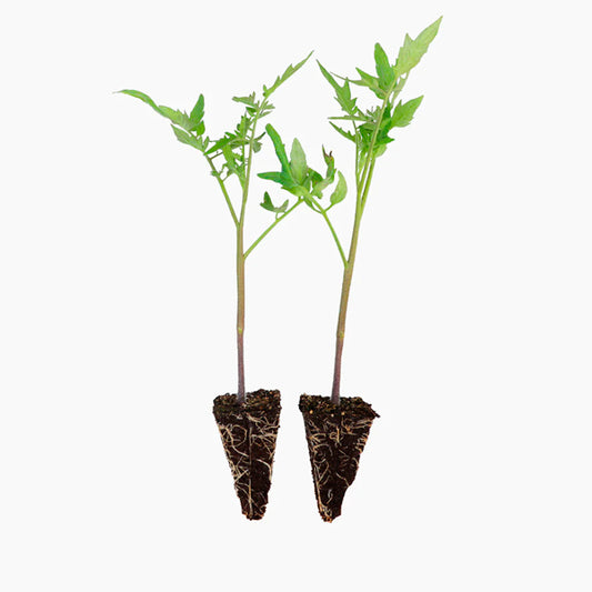 Planter un plant de tomate Tres Cantos