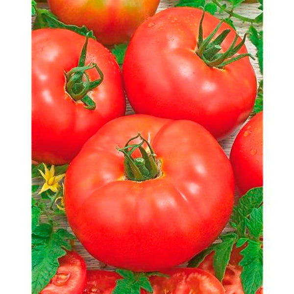 Planter un plant de tomate de Monte Carlo