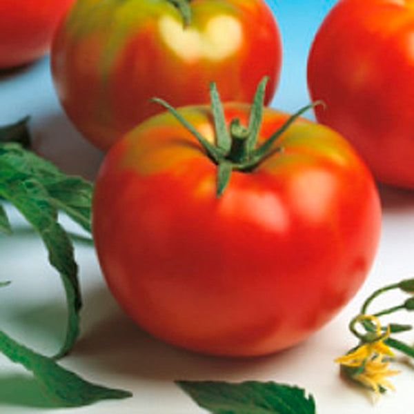 Planter un plant de tomate Bodar