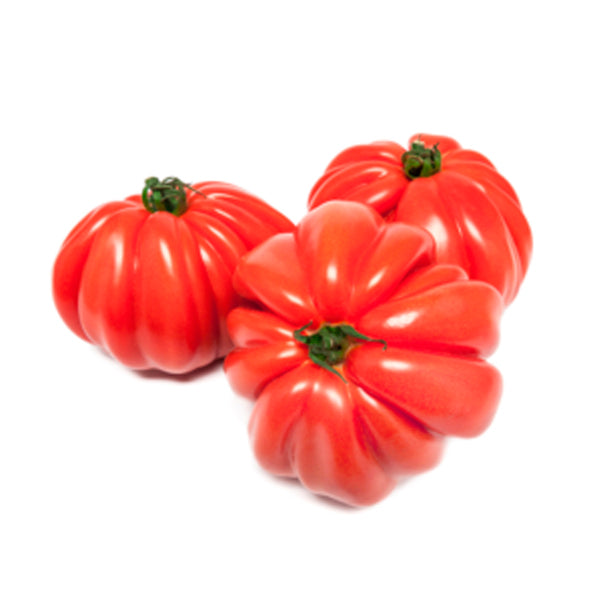 Planter un plant de tomate Oxheart